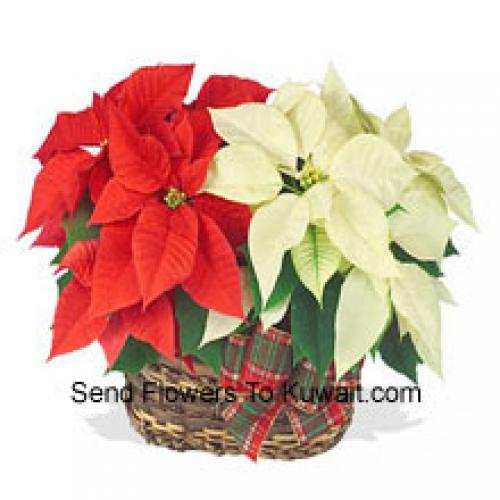 Beautiful Red and White Poinsettias in Basket